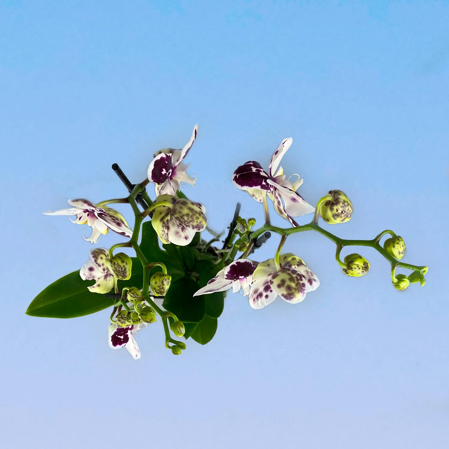 Орхидея Фаленопсис Бело-Фиолетовый (3 ствола) 12/60