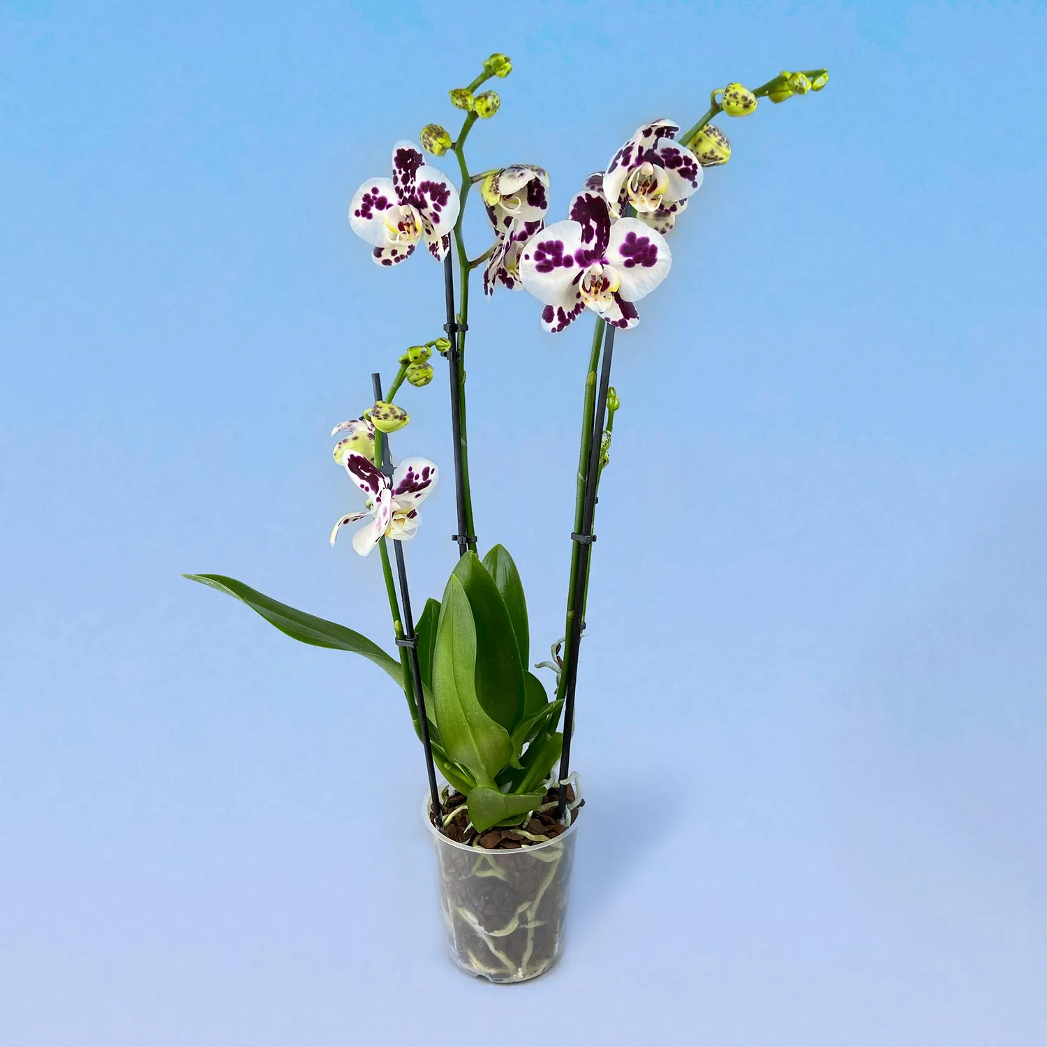 Орхидея Фаленопсис Бело-Фиолетовый (3 ствола) 12/60